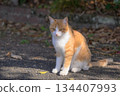 Stray cat in the sun 134407993