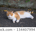 Relaxing stray cat 134407994