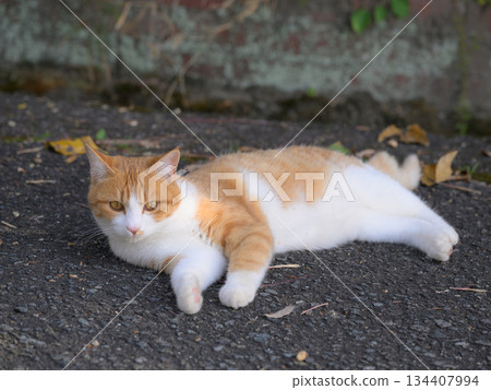 放鬆的流浪貓 放鬆的流浪貓 134407994