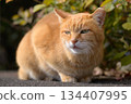 Strange stray cat 134407995
