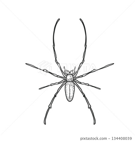 Golden silk orb weaver spider outline. Nephila insect in line art. Banana spider ink drawing. Hand drawn sketch engraving style vector illustration for Halloween, entomology concept. Golden silk orb weaver spider outline. Nephila insect in line art. Banana spider ink drawing. Hand drawn sketch engraving style vector illustration for Halloween, entomology concept. 134408039