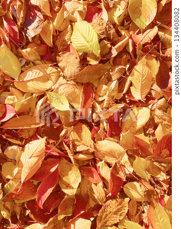 A vertical background image of yellow and reddish-brown fallen leaves 2 A vertical background image of yellow and reddish-brown fallen leaves 2 134408082