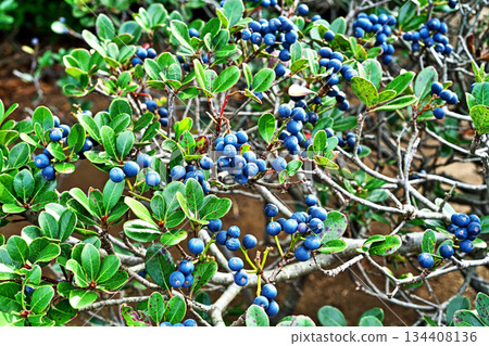 Ultramarine umbellata fruit (winter, December) 134408136