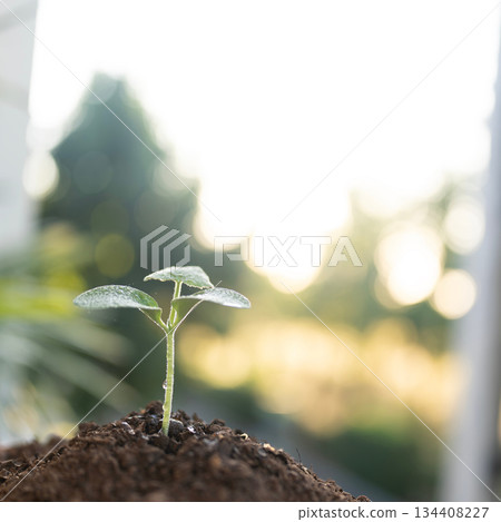 homegrown organic vegetable sprout under mooring sunlight homegrown organic vegetable sprout under mooring sunlight 134408227