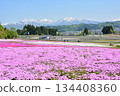 Moss phlox in full bloom at Negoya Flower, Green and Snow Village Park in Horinouchi, Uonuma City, Niigata Prefecture, in early spring 134408360