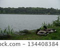 Relaxing ducks 134408384