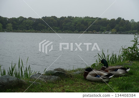 Relaxing ducks Relaxing ducks 134408384