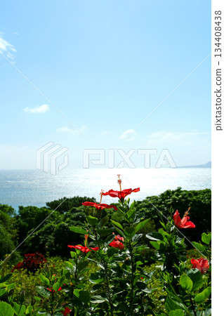 沖繩：波光粼粼的大海和芙蓉花 134408438