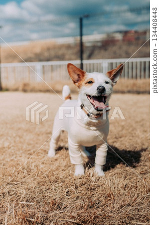 Jack Russell Terrier playing 134408448