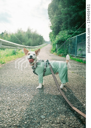 Smiling dog 134408451