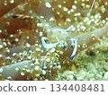 Transparent shrimp hiding in coral 134408481