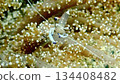 Transparent shrimp hiding in coral 134408482