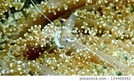Transparent shrimp hiding in coral 134408482