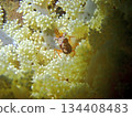 Corals and small shrimps in the sea 134408483