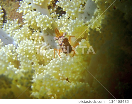 Corals and small shrimps in the sea Corals and small shrimps in the sea 134408483