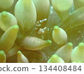 A small, transparent shrimp that lives in coral 134408484