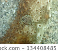 A pheasant crab found in the sea 134408485