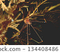 A red spotted crab playing with coral 134408486