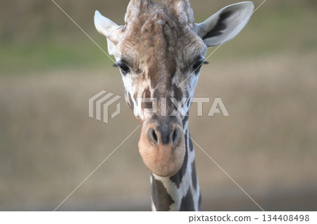 長頸鹿像信號燈一樣轉動耳朵的肖像 134408498