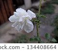 雨後花園裡,白玫瑰和美麗的水滴競相綻放。 雨後花園裡,白玫瑰和美麗的水滴競相綻放。 134408664