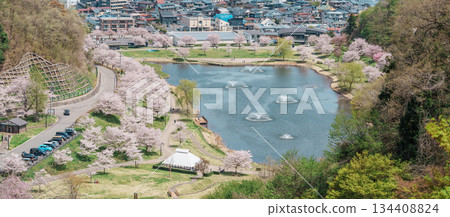 Tendo Park or Maizuru Park with Sakura Cherry Blossom in Spring season. Yamagata prefecture, Tohoku, Japan, 21 April 2025 134408824