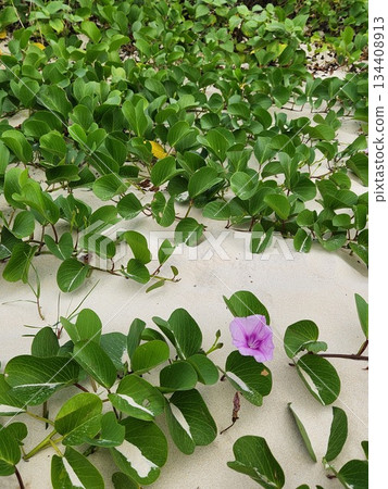 Gumba Hirugao 134408913