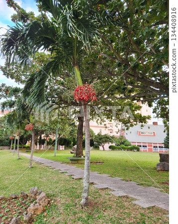 Manila palm, red fruit Manila palm, red fruit 134408916