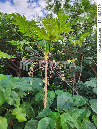 木瓜樹 134408919