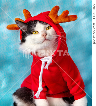Cute cat in a Christmas costume on a blue background. Portrait of a funny black and white longhair cat dressed in a red pullover with deer antlers Cute cat in a Christmas costume on a blue background. Portrait of a funny black and white longhair cat dressed in a red pullover with deer antlers 134409027