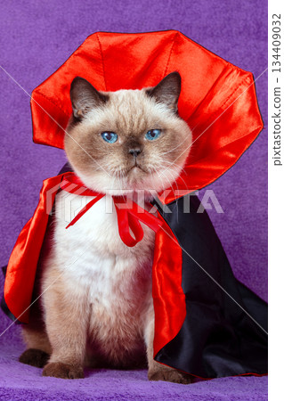 Funny cat in a black and red cloak. An adorable Color Point British Shorthair cat in a Halloween costume sits on a violet blanket. Halloween concept 134409032