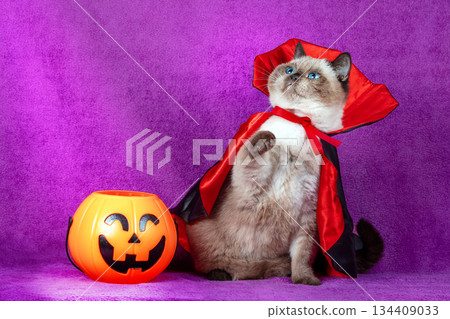 A funny Color point British shorthair cat in a Halloween costume sits near pumpkin basket with light on a violet background. Halloween concept 134409033