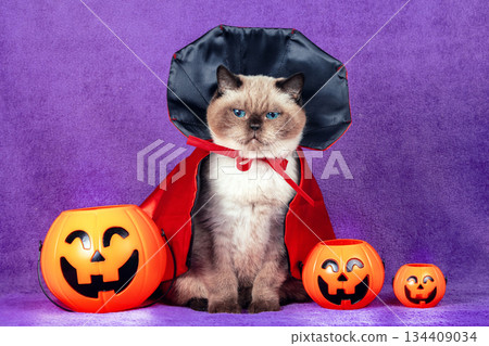 A funny Color point British shorthair cat in a Halloween costume sits near pumpkin basket with light on a violet background. Halloween concept A funny Color point British shorthair cat in a Halloween costume sits near pumpkin basket with light on a violet background. Halloween concept 134409034