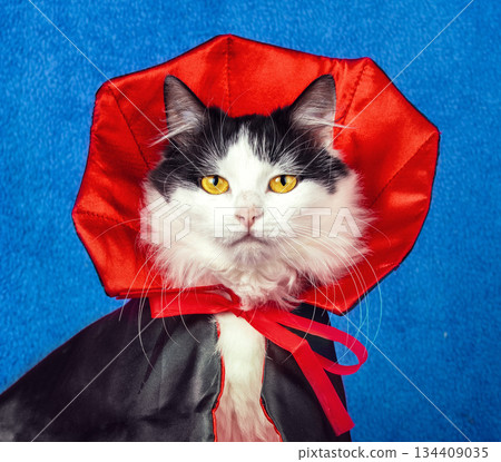 Portrait of a funny cat in a black and red cloak. An adorable black and white longhair cat in a Halloween costume on a dark blue blanket. Halloween concept Portrait of a funny cat in a black and red cloak. An adorable black and white longhair cat in a Halloween costume on a dark blue blanket. Halloween concept 134409035