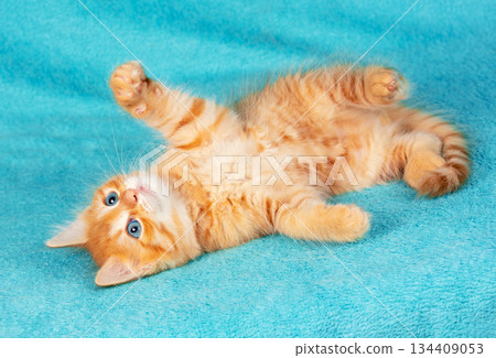 A cute little playful ginger kitten lies on its back on a blue background and raises its paws up 134409053