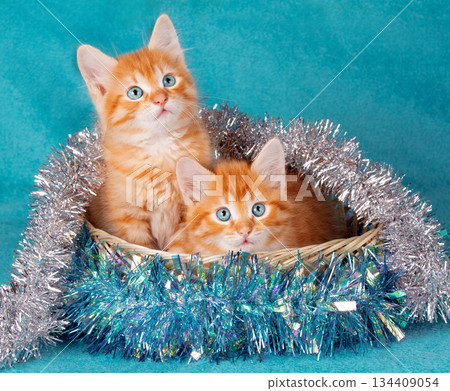 Two cute ginger baby kittens in a basket with Christmas tinsel on a blue background 134409054