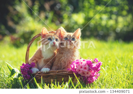 Cats with flowers outside. Two adorable kittens sit in a basket on the grass among phloxes in a summer garden on a sunny day. Cats with flowers outside. Two adorable kittens sit in a basket on the grass among phloxes in a summer garden on a sunny day. 134409071