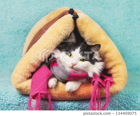 Beautiful cute black and white longhair cat in a knitting scarf sitting in a soft, warm, and breathable triangular cat house. The cat in a tunnel on a blue background 134409075