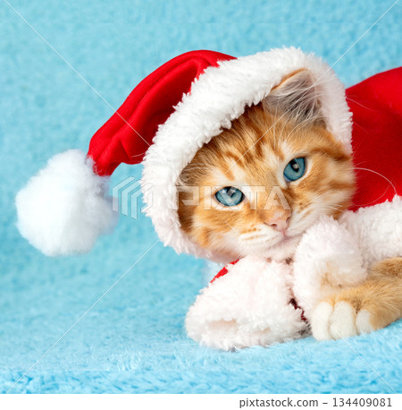 A cute ginger kitten wearing a Santa cape with a pompom lies on a blue background A cute ginger kitten wearing a Santa cape with a pompom lies on a blue background 134409081