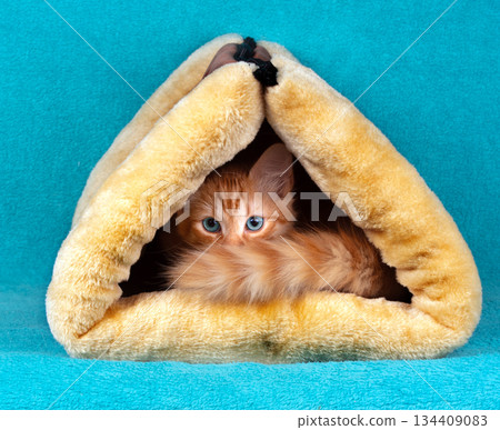 Beautiful cute ginger kitten sitting in a soft warm, and breathable triangular cat house. The kitten in tunnel on a blue background 134409083