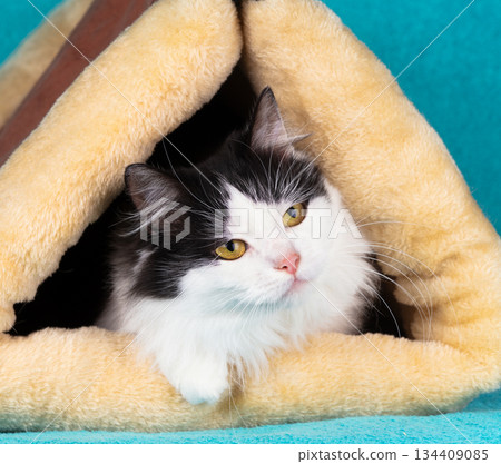 Beautiful, cute black and white long-haired cat sitting in a soft, warm, and breathable triangular cat house. The cat in a tunnel on a blue background 134409085