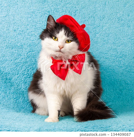 Beautiful black and white cat wearing a red beret hat and bow tie on a blue background Beautiful black and white cat wearing a red beret hat and bow tie on a blue background 134409087