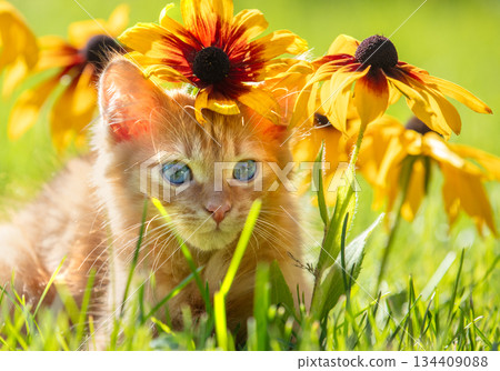 Cute little ginger kitten on a lawn with Rudbeckia hirta flowers in a summer garden Cute little ginger kitten on a lawn with Rudbeckia hirta flowers in a summer garden 134409088