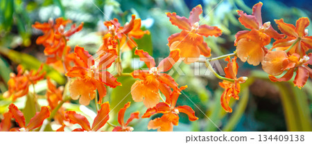 Flowering orchid Cattleya bowringiana in a rainforest. Tropical nature background. Horizontal banner Flowering orchid Cattleya bowringiana in a rainforest. Tropical nature background. Horizontal banner 134409138