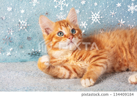 A cute little playful ginger kitten lies on its back on a blue background with snowflakes and raises its paw up 134409184