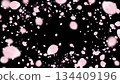 Cherry blossoms falling on a jet black background 134409196