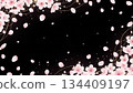 Cherry blossoms falling on a jet black background 134409197