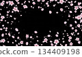 Cherry blossoms falling on a jet black background 134409198