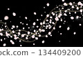 Cherry blossoms falling on a jet black background 134409200