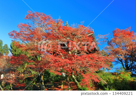 [Kyoto Prefecture] The mountain gate (romon gate) and autumn leaves of Nishiyama Zenpoji Temple on a clear day 134409221