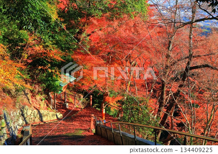 [Kyoto Prefecture] Nishiyama Zenpoji Temple's approach and autumn leaves 134409225